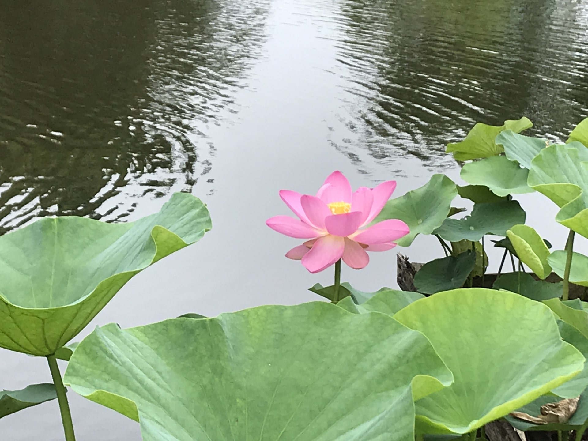 野田市関宿総合公園　大賀ハス