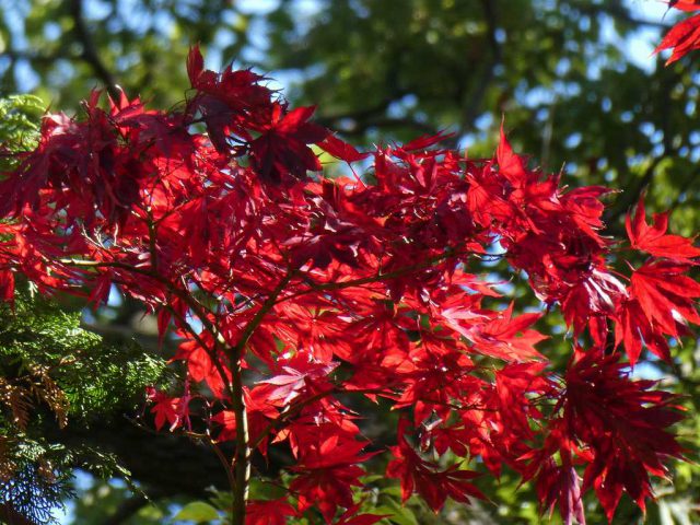 紅葉