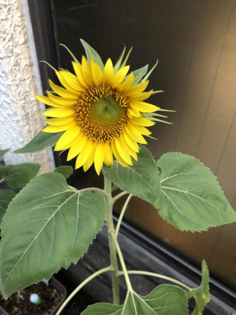 福島ひまわり里親プロジェクト