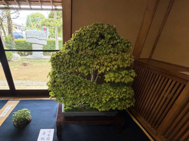 大盆栽まつりに参加しました